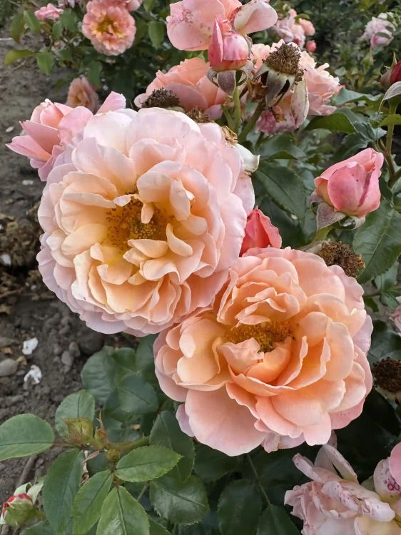 roza-rabatowa-morelowo-rozowa2-floravi.pl