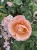 roza-rabatowa-morelowo-rozowa1-floravi.pl