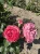 roza-rabatowa-malinowo-rozowa1-floravi.pl