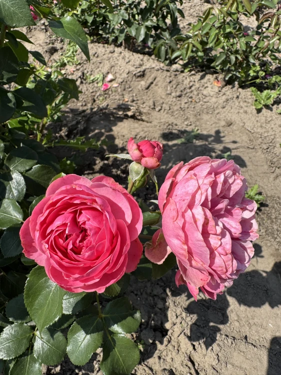 roza-rabatowa-malinowo-rozowa1-floravi.pl