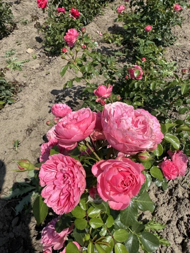 roza-rabatowa-malinowo-rozowa2-floravi.pl