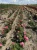 roza-rabatowa-malinowo-rozowa3-floravi.pl