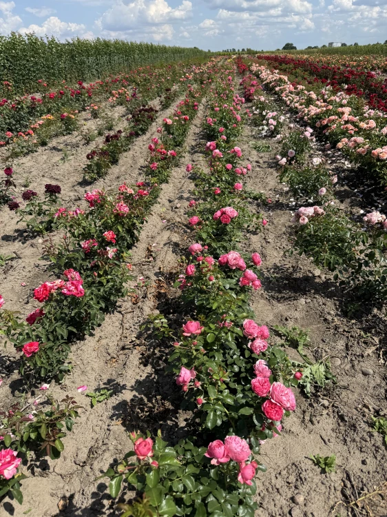 roza-rabatowa-malinowo-rozowa3-floravi.pl