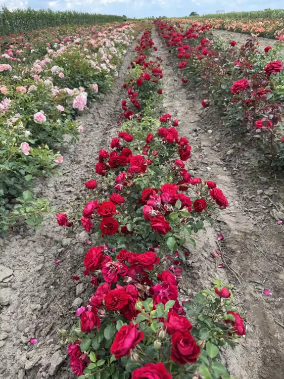 roza-rabataowa-czerwona3-floravi.pl