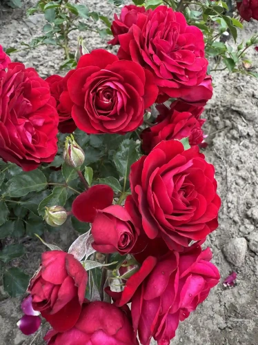 roza-rabataowa-czerwona1-floravi.pl
