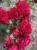 roza-rabataowa-czerwona1-floravi.pl
