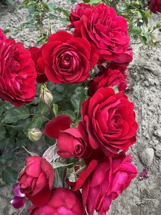 roza-rabataowa-czerwona1-floravi.pl
