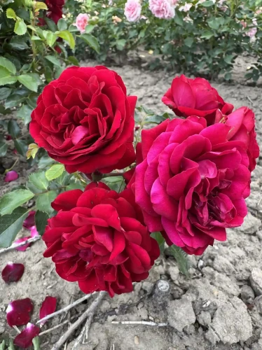 roza-rabataowa-czerwona2-floravi.pl