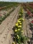 roza-rabatowa-zolta3-floravi.pl