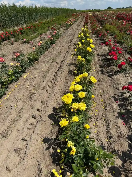 roza-rabatowa-zolta3-floravi.pl