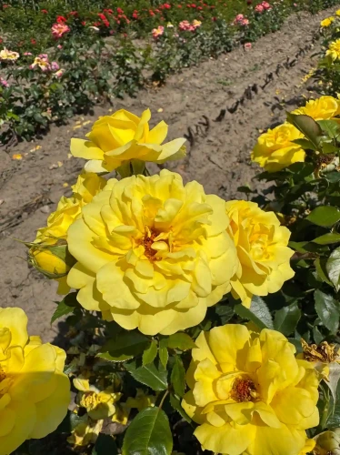 roza-rabatowa-zolta1-floravi.pl
