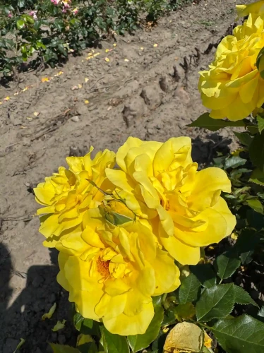 roza-rabatowa-zolta2-floravi.pl