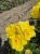 roza-rabatowa-zolta2-floravi.pl