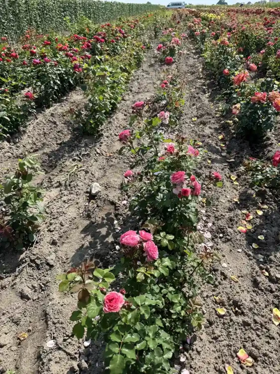 roza-rabatowa-rozowa-pelny-kwiat4-floravi.pl