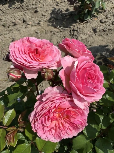 roza-rabatowa-rozowa-pelny-kwiat1-floravi.pl
