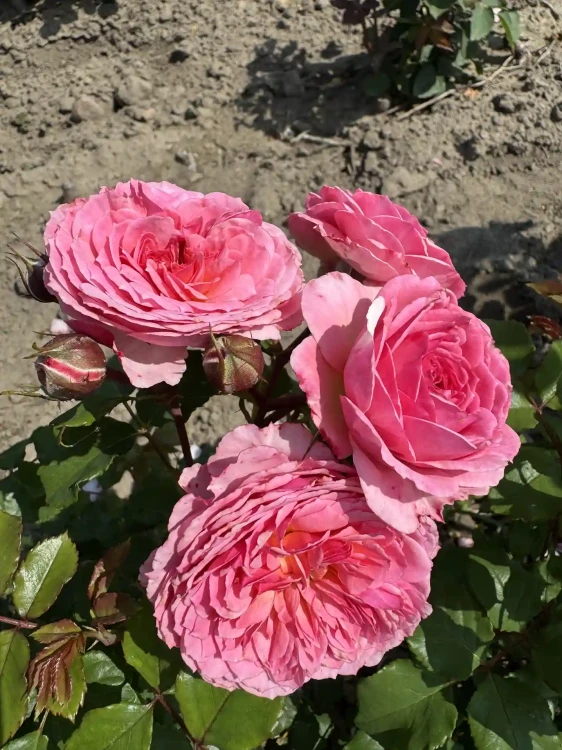 roza-rabatowa-rozowa-pelny-kwiat1-floravi.pl