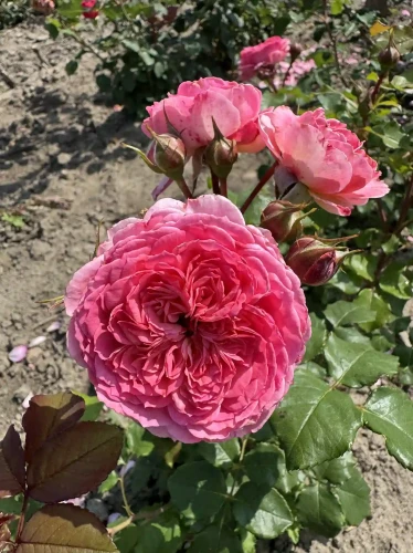 roza-rabatowa-rozowa-pelny-kwiat2-floravi.pl