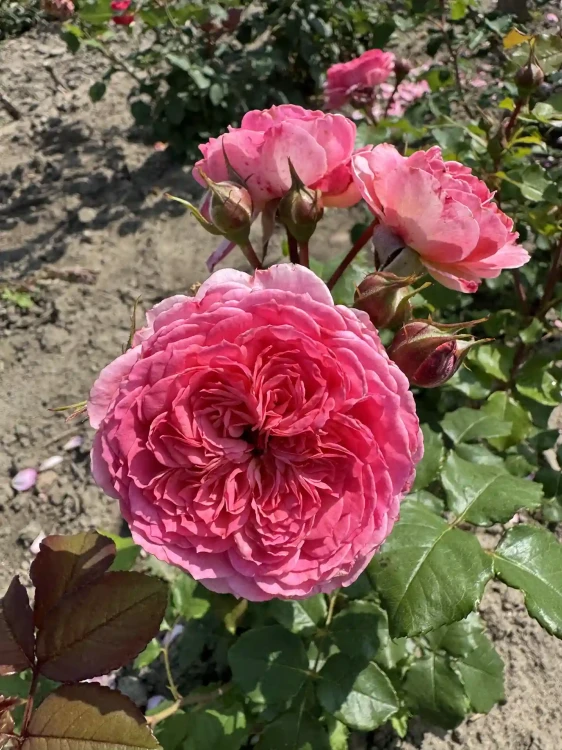 roza-rabatowa-rozowa-pelny-kwiat2-floravi.pl