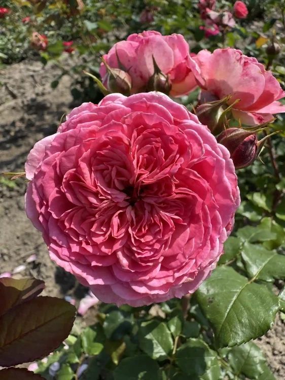 roza-rabatowa-rozowa-pelny-kwiat3-floravi.pl