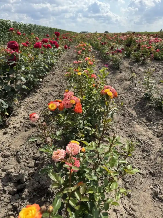 roza-rabatowa-zolto-pomaranczowo-czerwona3-floravi.pl