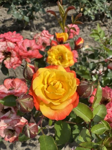 roza-rabatowa-zolto-pomaranczowo-czerwona1-floravi.pl