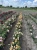 roza-rabatowa-pomaranczowa3-floravi.pl