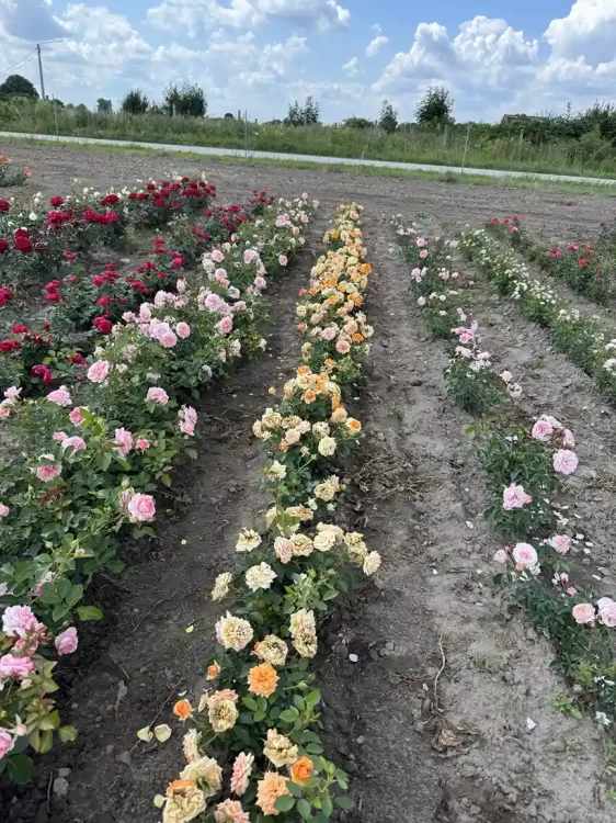 roza-rabatowa-pomaranczowa3-floravi.pl