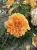 roza-rabatowa-pomaranczowa2-floravi.pl