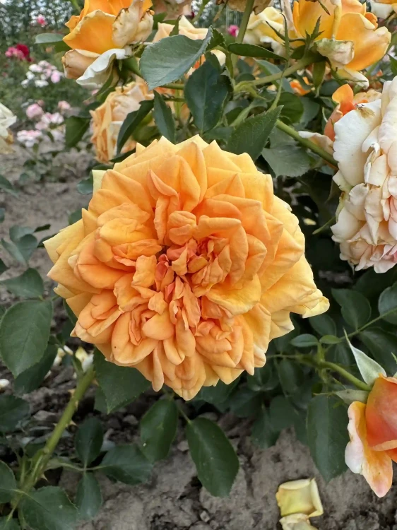 roza-rabatowa-pomaranczowa2-floravi.pl