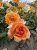 roza-rabatowa-pomaranczowa1-floravi.pl