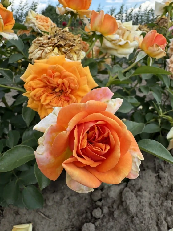 roza-rabatowa-pomaranczowa1-floravi.pl