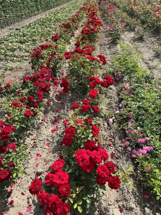roza-rabatowa-szkarlatna-czerwien3-floravi.pl
