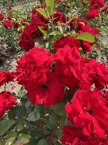 roza-rabatowa-szkarlatna-czerwien2-floravi.pl