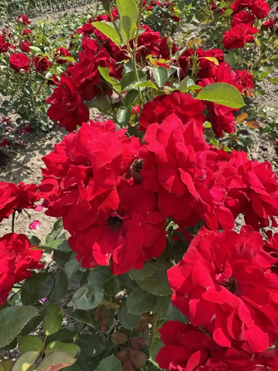 roza-rabatowa-szkarlatna-czerwien2-floravi.pl