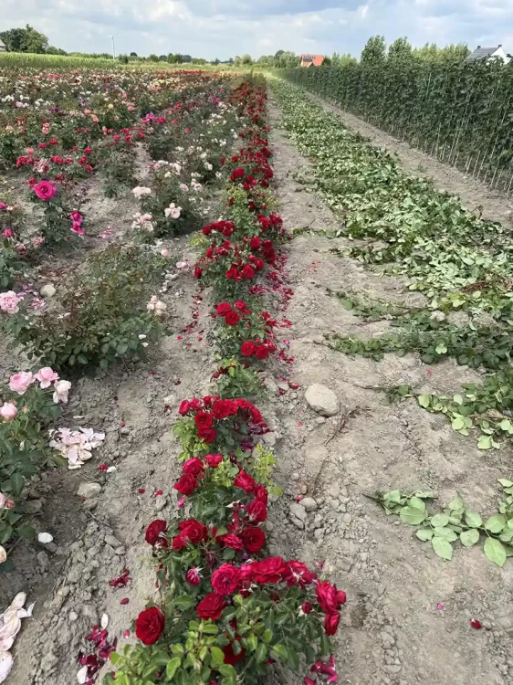 roza-rabatowa-gleboka-czerwien3-floravi.pl