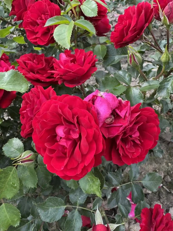 roza-rabatowa-gleboka-czerwien2-floravi.pl