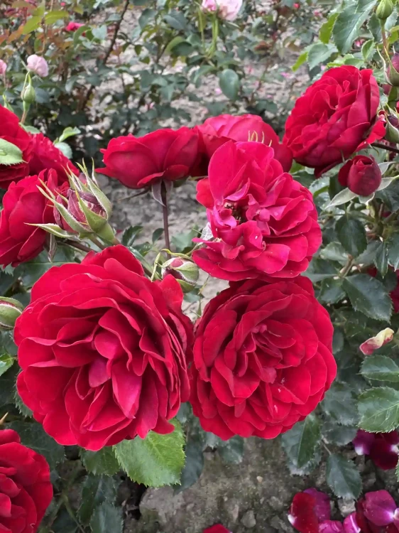 roza-rabatowa-gleboka-czerwien1-floravi.pl
