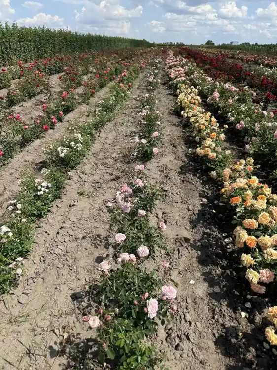 roza-rabatowa-bialo-rozowa3-floravi.pl