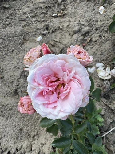 roza-rabatowa-bialo-rozowa1-floravi.pl