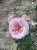 roza-rabatowa-bialo-rozowa1-floravi.pl