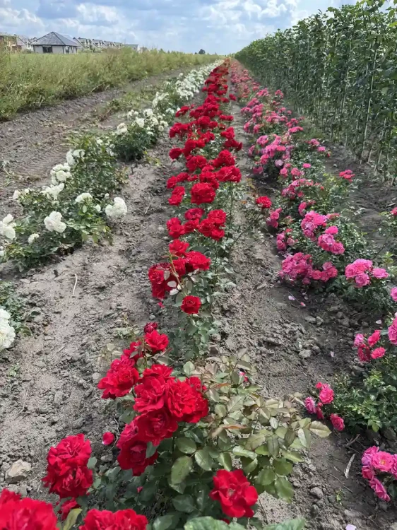 roza-rabatowa-czerwone-kwiaty3-floravi.pl