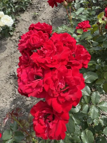 roza-rabatowa-czerwone-kwiaty2-floravi.pl