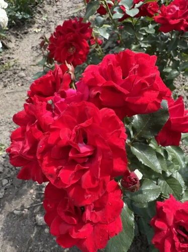 roza-rabatowa-czerwone-kwiaty1-floravi.pl