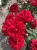 roza-rabatowa-czerwone-kwiaty1-floravi.pl