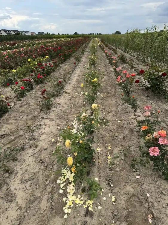 roza-rabatowa-zlocistozolta3-floravi.pl