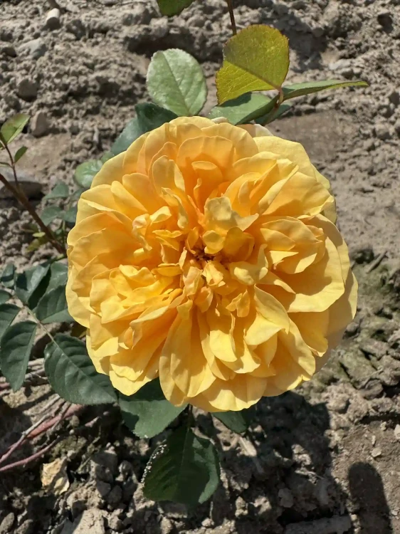 roza-rabatowa-zlocistozolta1-floravi.pl