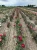 roza-angielska-karminowa3-floravi.pl