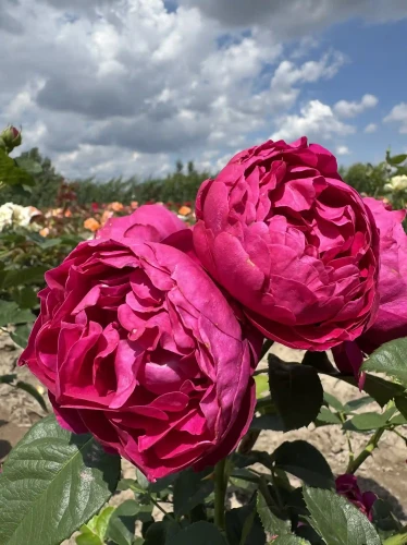 roza-angielska-karminowa2-floravi.pl