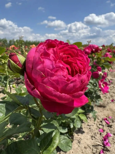 roza-angielska-karminowa1-floravi.pl