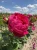 roza-angielska-karminowa1-floravi.pl
